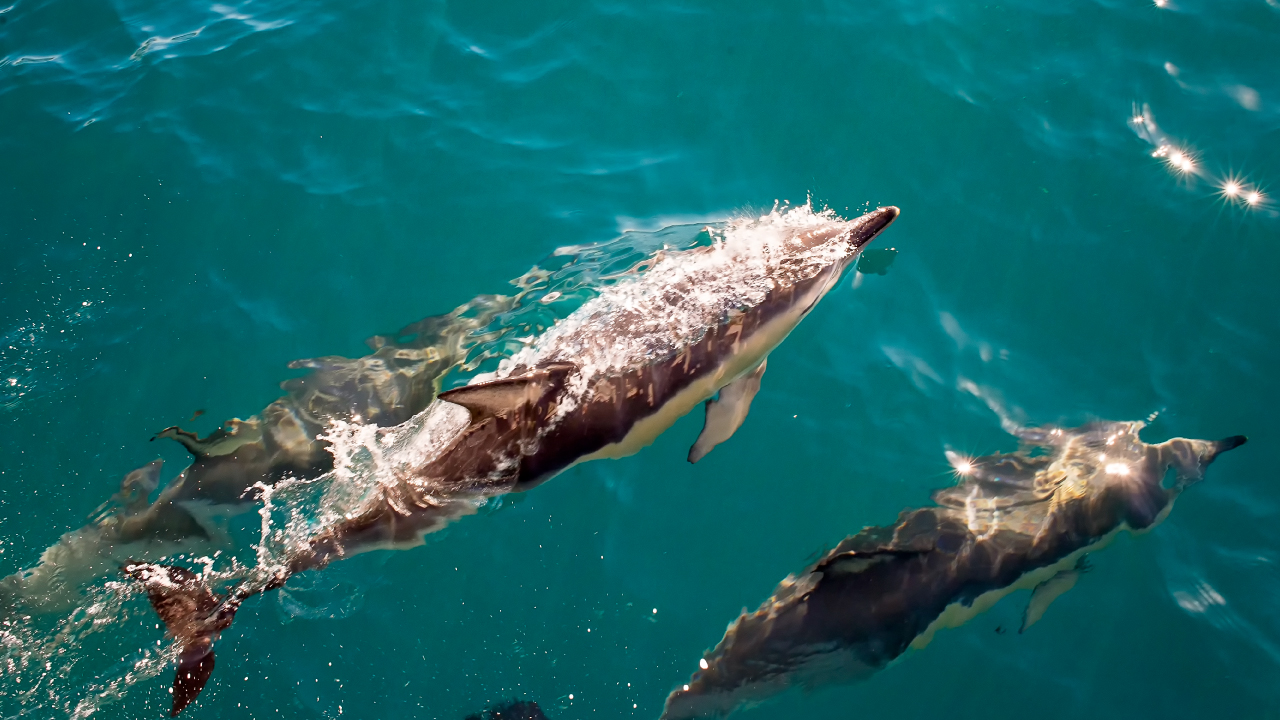 Delfín nadando libremente en el océano, símbolo de la nueva ley que prohíbe los espectáculos con mamíferos marinos en México.