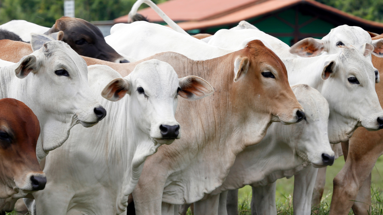Ganado bovino en un corral listo para exportación.